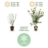 Green boutiQ - Tuinplant - Acer palmatum Katsura - Japanse Esdoorn - Bladverliezend - Groen - 1 - Pot 26cm - Hoogte 90cm