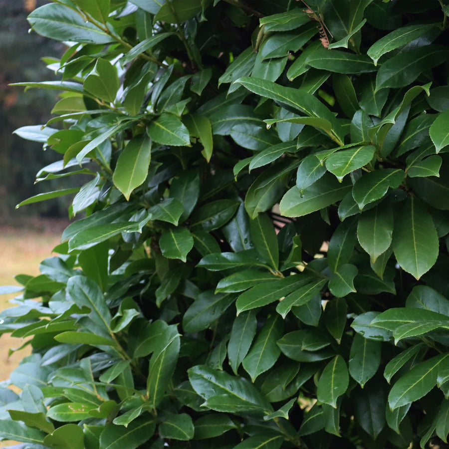 Prunus laurocerasus Novita — Laurierkershaag, 6 planten (1 strekkende meter), 50 cm
