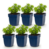 Green boutiQ - Vasteplant - Galium odoratum - Walstro - Bodembedekkend - Wit - 6 Planten - Pot 11cm - Hoogte 15-25cm