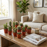 Mini Cactus Set - 15 Stuks - Ø 5.5 cm - Hoogte: 5-10 cm