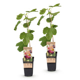 Green boutiQ - Fruitplant - Ficus carica Rouge de Bordeaux - Vijgenboom - Winterhard - Paarse Vrucht - 2 Planten - Pot 15cm - Hoogte 50cm