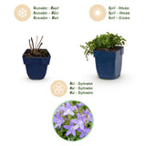 Green boutiQ - Vasteplant - Campanula posch. Stella - Perzikbladklokje - Bodembedekkend - Paars - 3 Planten - Pot 11cm - Hoogte 15-25cm