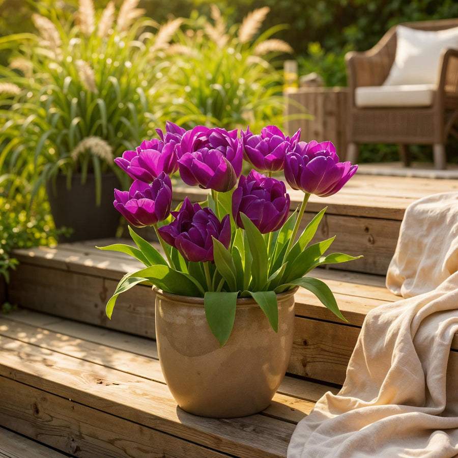 Tulpenbollen Double Lilac — paars, 50 stuks (bolmaat 11/12)