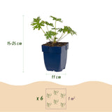 Green boutiQ - Vasteplant - Geranium Tricolour - Ooievaarsbek - Bodembedekkend - Paars - Roze - Wit - 12 Planten - Pot 11cm - Hoogte 15-25cm