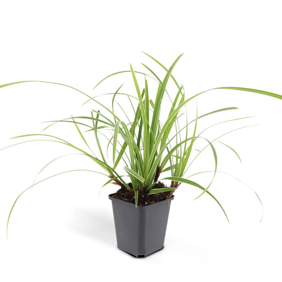 Carex morrowii 'Ice Dance' – 6 planten · pot Ø9 cm · 10-25 cm hoog (foto 3)