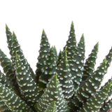 Cactus en vetplanten mix 5.5 cm | 15 stuks - in Mexicaanse pot