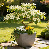 Green boutiQ - Tuinplant - Cornus kousa chinensis - Bloem Wit - 3 Planten - Bladverliezend - Weinig Onderhoud - Pot 12cm Hoogte 35cm