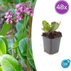 48x Bergenia cordifolia 'Herbstblüte'- ↕10-25cm - Ø9cm