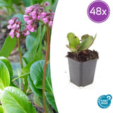 48x Bergenia cordifolia 'Herbstblüte'- ↕10-25cm - Ø9cm