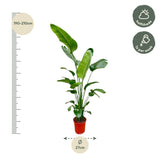 Strelitzia Nicolai - 180-200 cm - ø25-30