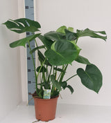 Monstera Deliciosa - Ø19cm - ↕70cm