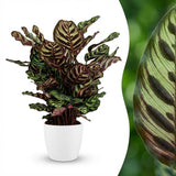 Green boutiQ - Kamerplant - Pauwenplant - Calathea Makoyana - Groen - Weinig onderhoud - 1 Plant - met Potter Wit - Pot 19cm - Hoogte 70cm