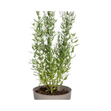 Perovskia Atriplicifolia Ø19cm - ↕50 - 60cm