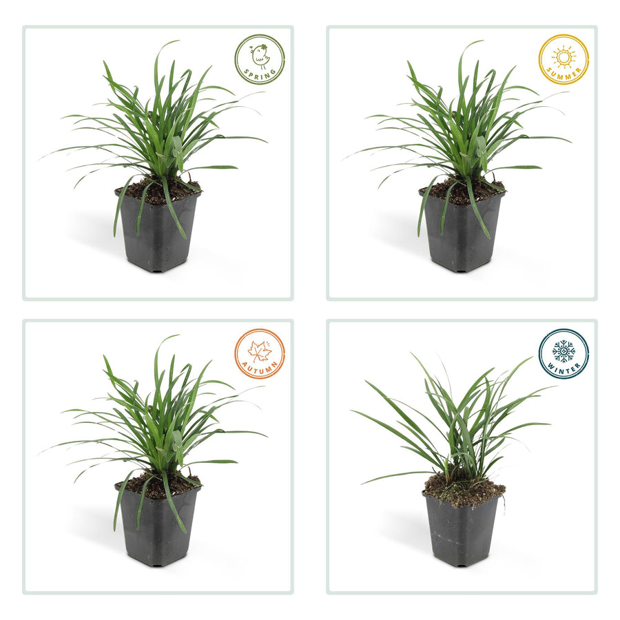 Liriope muscari 'Big Blue' – 12 planten · pot Ø9 cm · 10-25 cm hoog (foto 4)
