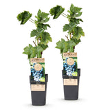 Green boutiQ - Fruitplant - Vitis vinifera Regent - Druivenplant - Geent - Blauwe Druif - 2 Planten - Pot 15cm - Hoogte 50cm