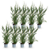 Green boutiQ - 8x Cupressocyparis leylandii 2011 - Leylandii - Haagplanten - Groenblijvend - Groen - Pot 9cm - Hoogte 30-40cm