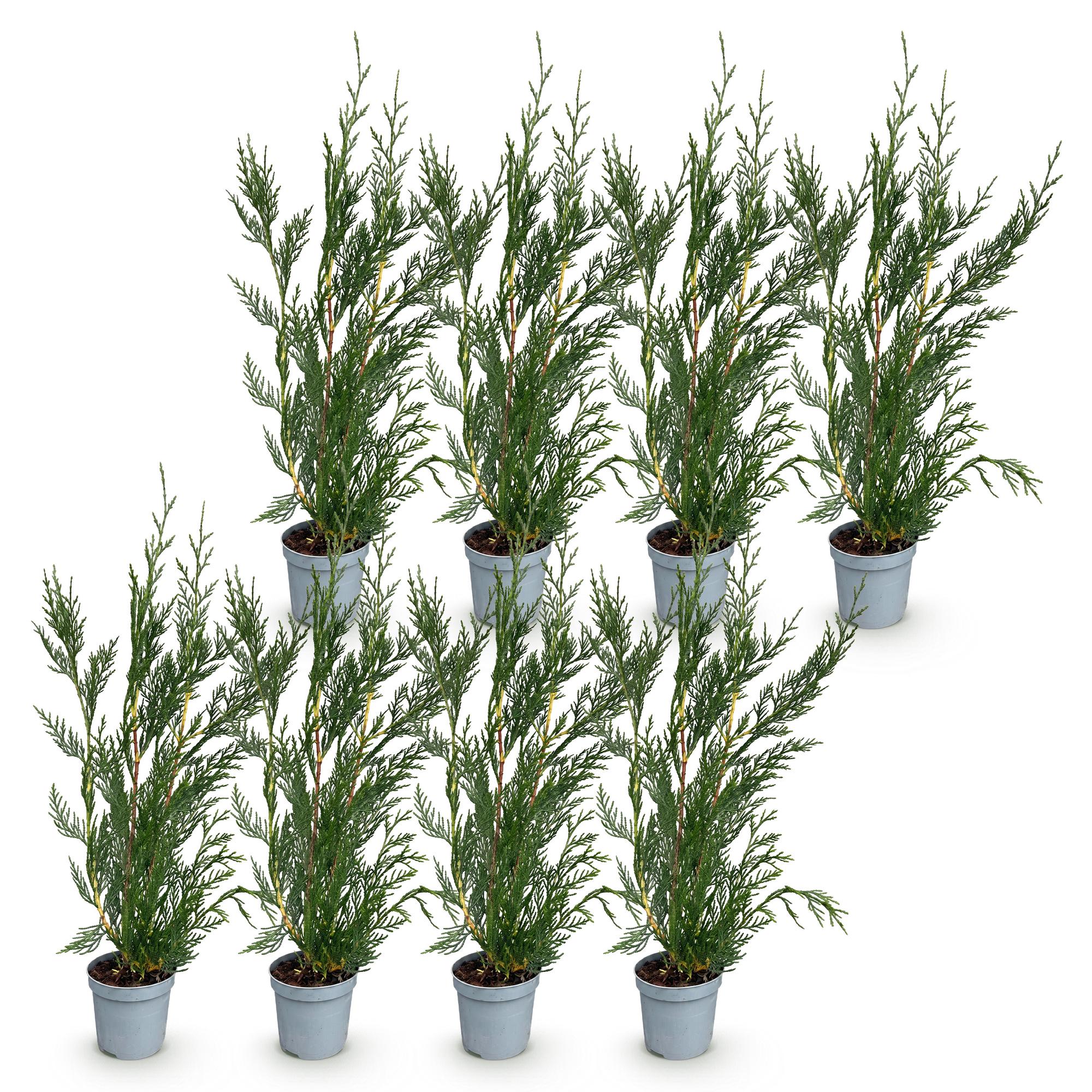 Green boutiQ - 8x Cupressocyparis leylandii 2011 - Leylandii - Haagplanten - Groenblijvend - Groen - Pot 9cm - Hoogte 30-40cm