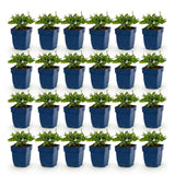 Green boutiQ - Vasteplant - Salvia nem. Sense Deepl Blue - Salie - Bijen en Vlinderlokkers - Paars - 24 Planten - Pot 11cm - Hoogte 15-25cm