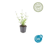 60x Verbena bon. 'Lollipop' - ↕10-25cm - Ø9cm