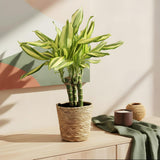 Green BoutiQ - Green is... Kamerplanten - Dracaena fragrans Diamond Dream - Drakenbloedboom - Weinig onderhoud - Groen - 2 Planten - Pot 17cm - Hoogte 50-55cm