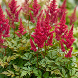 Green boutiQ - Vasteplant - Astilbe (A) Fanal - Pluimspirea - Schaduw - Rood - 6 Planten - Pot 11cm - Hoogte 15-25cm