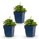 Green boutiQ - Vasteplant - Campanula posch. Lisduggan Variety - Perzikbladklokje - Bodembedekkend - Wit - 3 Planten - Pot 11cm - Hoogte 15-25cm