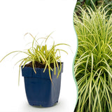 Green boutiQ - Grassen - Carex oshimensis Evergold - Japanse Zegge - Groenblijvend - Geel-Groen - 12 Planten - Pot 11cm - Hoogte 15-25cm