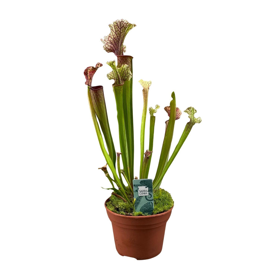 Sarracenia Judith Hindle – Pot Ø12 cm · 30 cm hoog