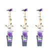 3x - Clematis The President - ↨65cm - Ø15