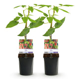 Green boutiQ - Fruitplant - Taybes - Rubus Tayberry- Rode Vrucht - 2 planten -Pot 11cm Hoogte 40cm