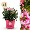 Green boutiQ - Dwerg Rhododendron - Rhododendron Bloombux Magenta - Bloeiende Buxus - Weinig Onderhoud - Roze Bloem - 2 Planten - Pot 17cm - Hoogte 30-40cm