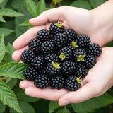 Green boutiQ - Fruitplanten - Groenblijvende Braam - Rubus Thornless Evergreen - Winterhard - 3 Planten - Pot 9 cm - Zwarte Braam