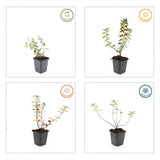 24x Hypericum dummeri 'Peter Dummer' - ↕10-25cm - Ø9cm