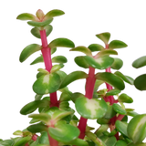 Portulacaria afra mediopicta 10,5cm - in witte pot