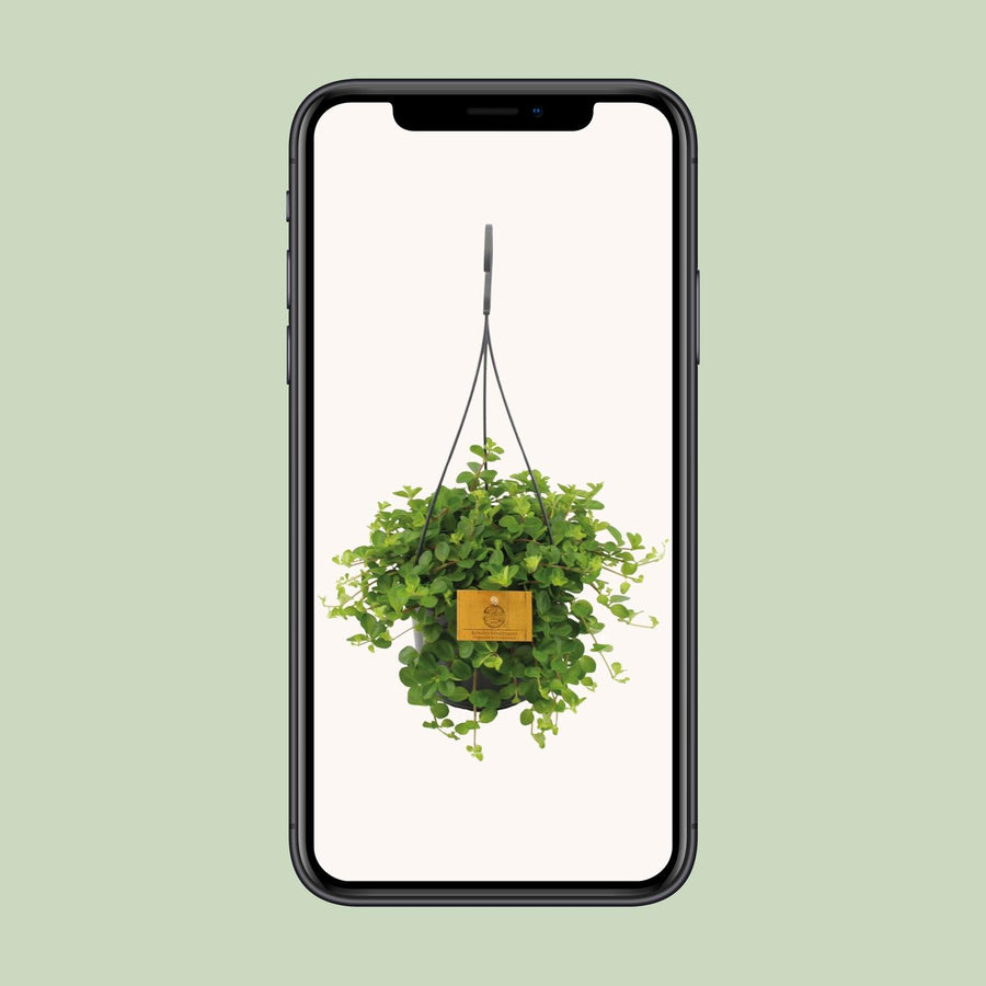 Peperomia Rotundifolia – Pot Ø15 cm · 25 cm hoog (foto 4)