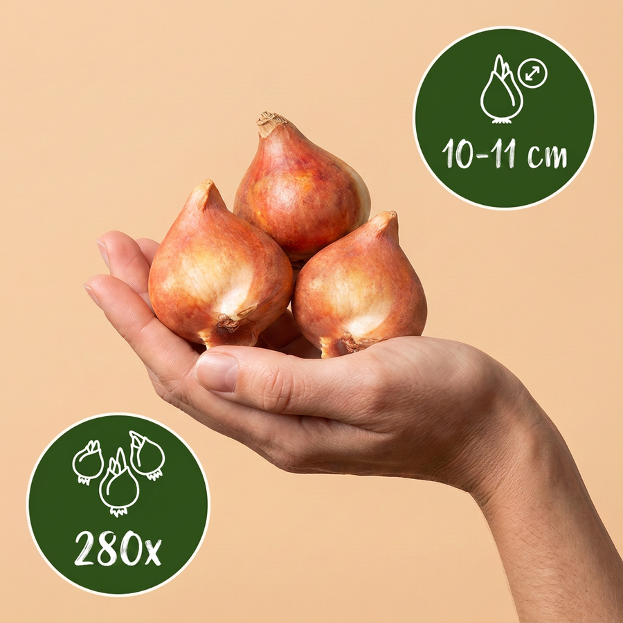Tulpenbollen Black — zwart, 280 stuks (bolmaat 10/11)