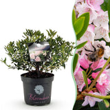Green boutiQ - Dwerg Rhododendron - Rhododendron Bloombux Light Pink - Bloeiende Buxus - Weinig Onderhoud - Licht Roze Bloem - 1 Plant - Pot 23cm - Hoogte 45-55cm