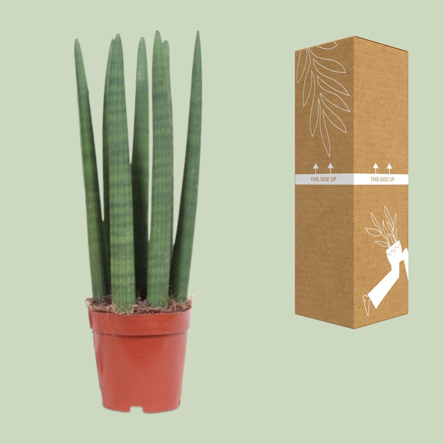 Sansevieria Straight – Pot Ø12 cm · 40 cm hoog (foto 3)