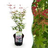 Green boutiQ - Terrasplant - Japanse Esdoorn - Acer palmatum Phoenix - Roze - 1 Plant - Bladverliezend - Pot 19cm Hoogte 70cm