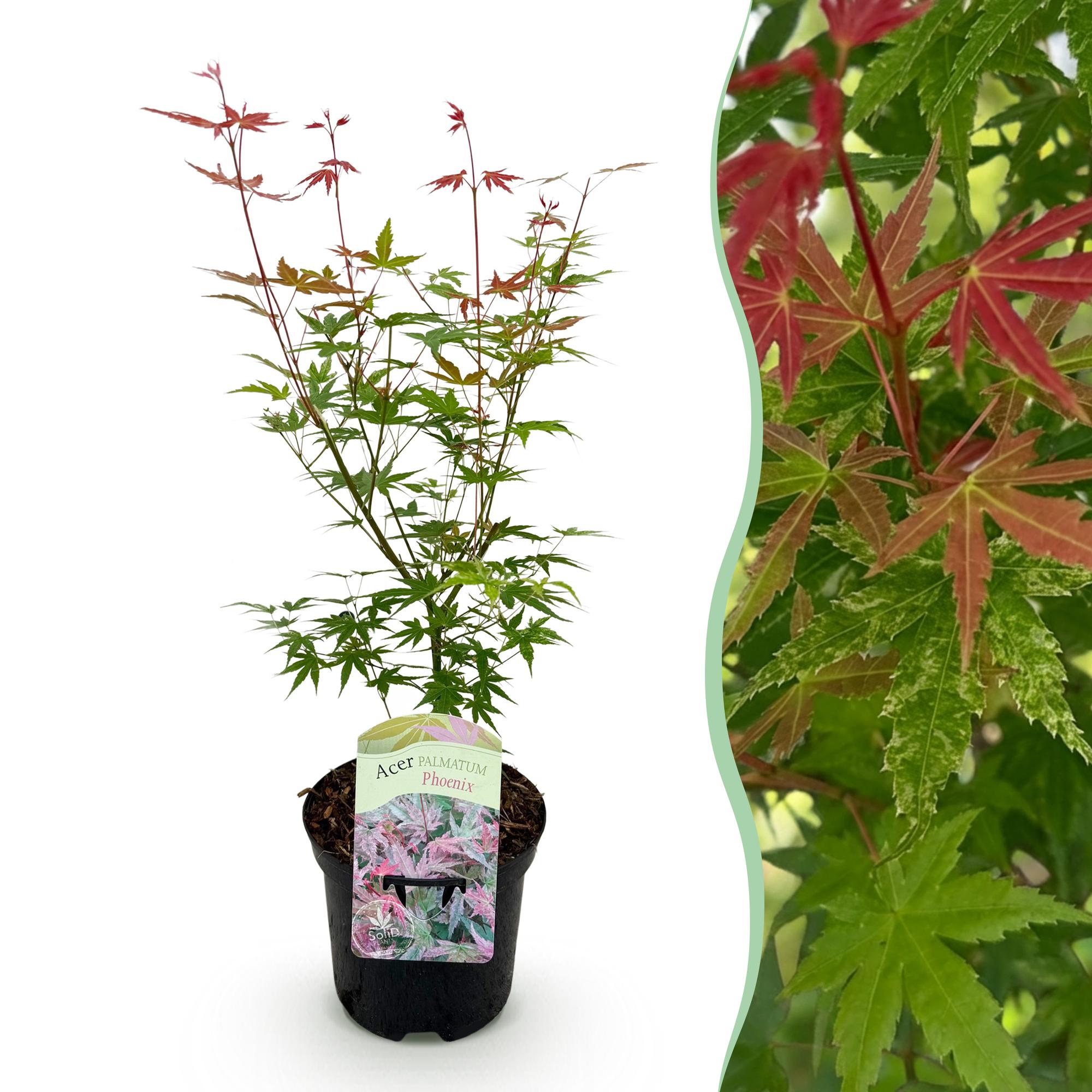 Green boutiQ - Terrasplant - Japanse Esdoorn - Acer palmatum Phoenix - Roze - 1 Plant - Bladverliezend - Pot 19cm Hoogte 70cm