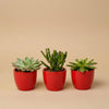 Succulenten set van 3 met rode mini pot - ↑ 8–12 cm