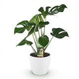 Green BoutiQ - Kamerplanten - Monstera Deliciosa - Gatenplant - Weinig onderhoud - Groen - 1 Plant - met Potter Wit - Pot 21cm - Hoogte 70-80cm