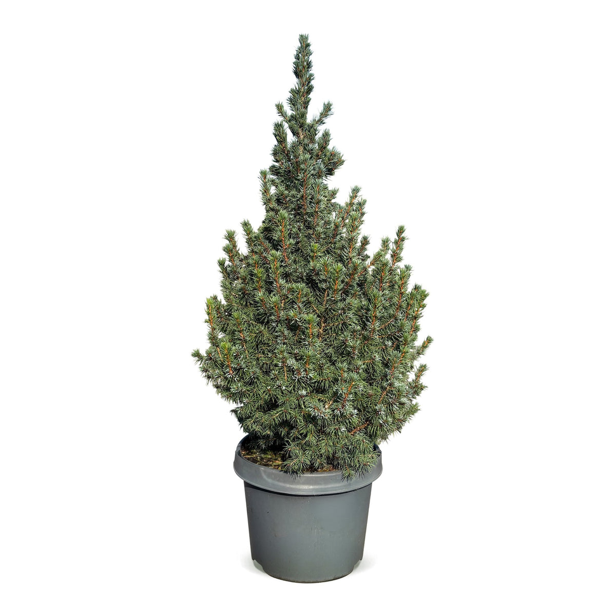Blauwe kegelspar kerstboom — Ø23 cm, 60 cm hoog