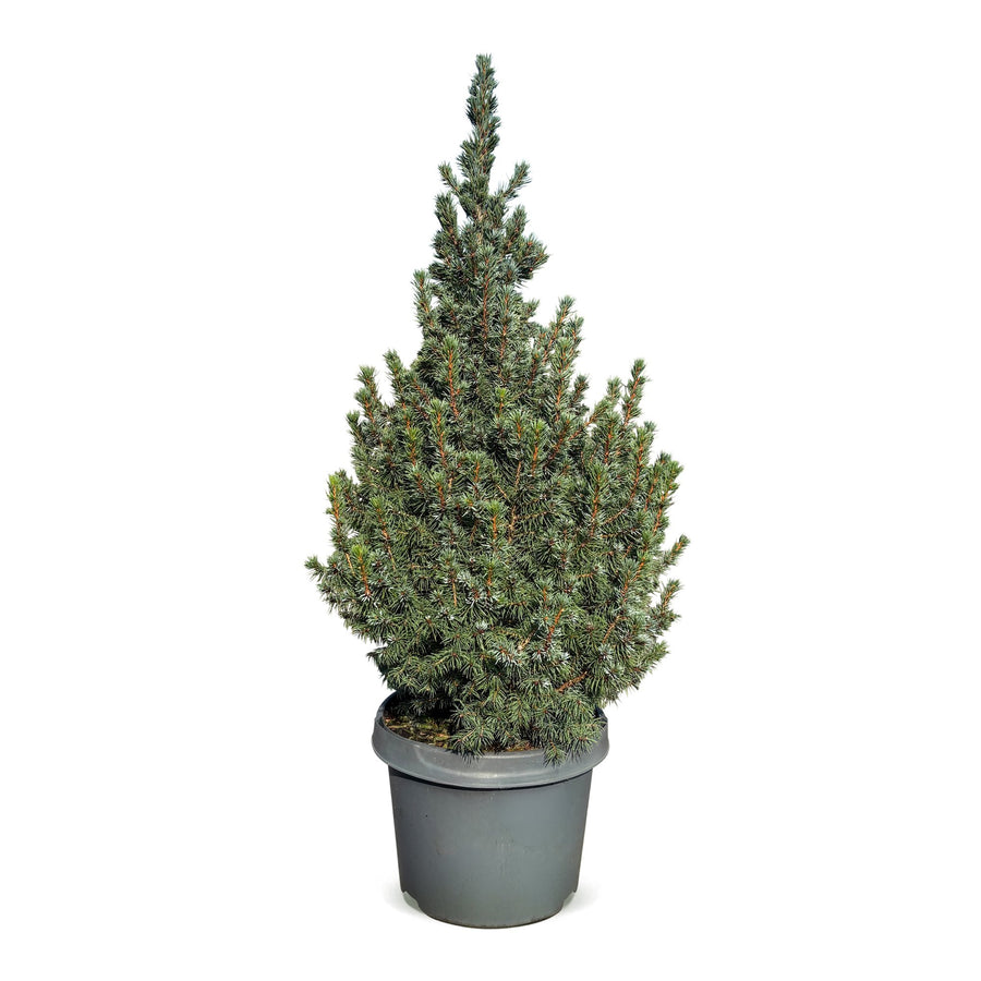 Blauwe kegelspar kerstboom – Pot Ø23 cm · 60 cm hoog (foto 2)
