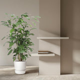 Caryota Mitis - 140 cm - ø27