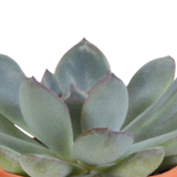 Cactus en vetplanten mix 5.5 cm | 15 stuks - in terracotta pot