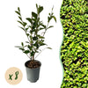 Green boutiQ - 8x Ligustrum ovalifolium - Gewone Liguster - Haagplanten - Groenblijvend - Groen - Pot 9cm - Hoogte 35-45cm