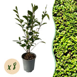 Green boutiQ - 8x Ligustrum ovalifolium - Gewone Liguster - Haagplanten - Groenblijvend - Groen - Pot 9cm - Hoogte 35-45cm