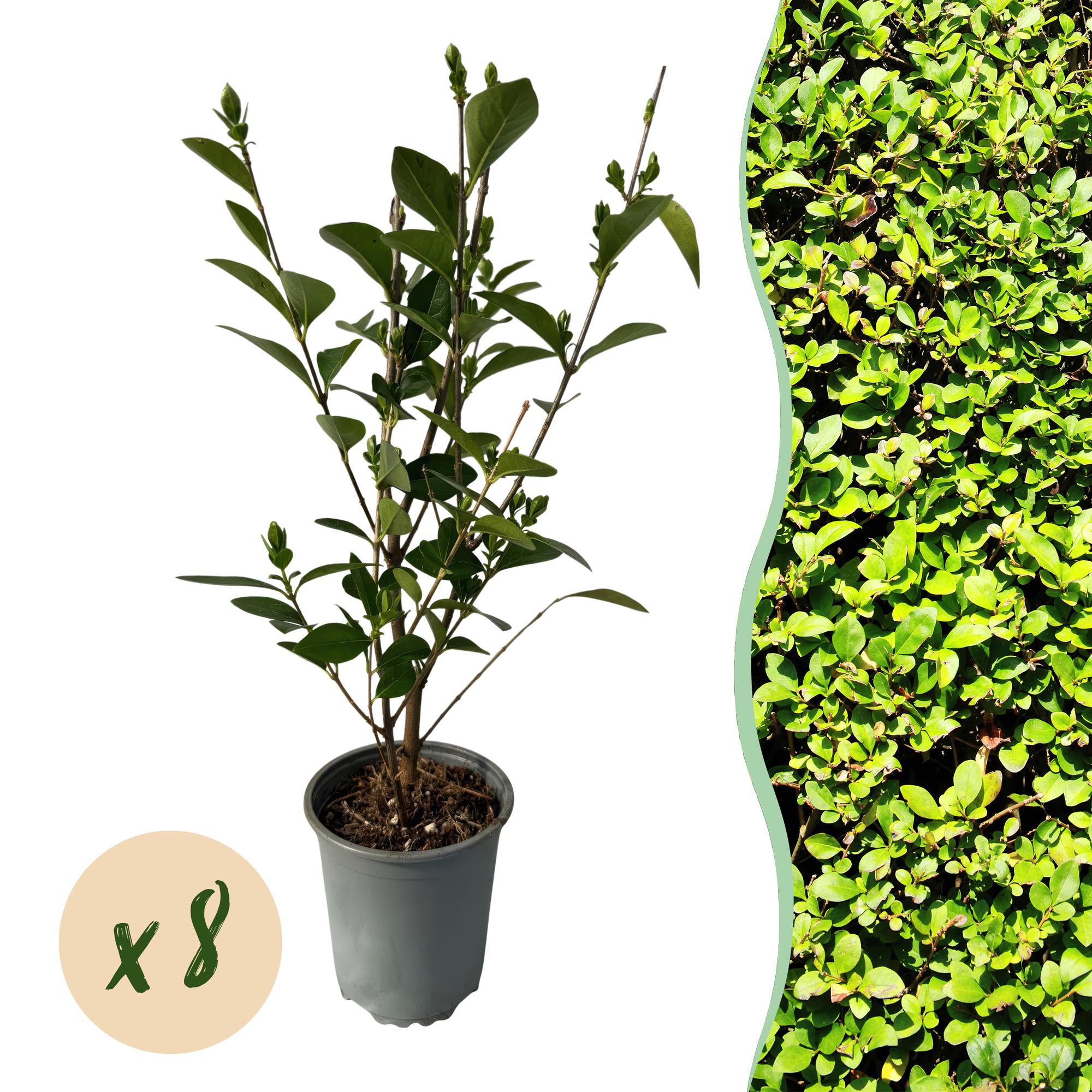 Green boutiQ - 8x Ligustrum ovalifolium - Gewone Liguster - Haagplanten - Groenblijvend - Groen - Pot 9cm - Hoogte 35-45cm