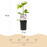 Green boutiQ - Klimplant - Clematis Nelly Moser - Bloem Roze - Weinig onderhoud -2 planten -Pot 11cm Hoogte 40cm
